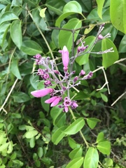 Fridericia floribunda