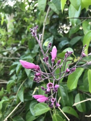 Fridericia floribunda