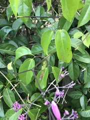 Fridericia floribunda