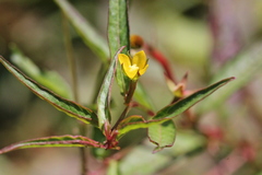 Ludwigia perennis