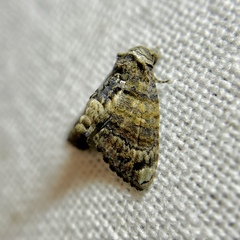 Chlumetia euthysticha