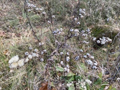 Solidago rigida glabrata