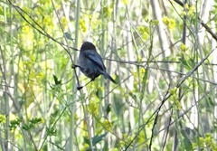 Psaltriparus minimus