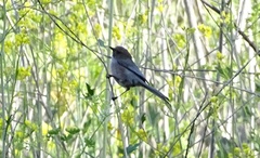 Psaltriparus minimus