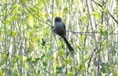 Psaltriparus minimus