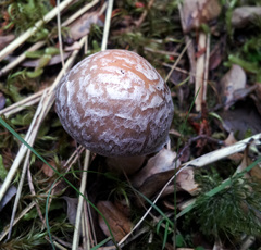 Cortinarius meleagris