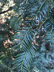 Taxus baccata