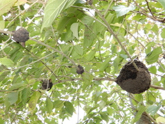 Crematogaster rogenhoferi