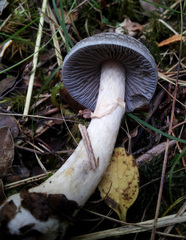 Cortinarius meleagris