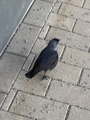Corvus monedula