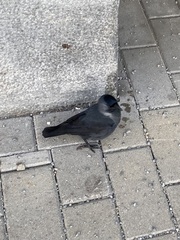 Corvus monedula