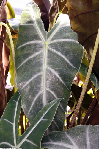 Alocasia longiloba