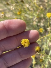 Porophyllum scoparium