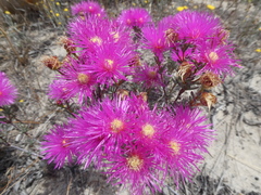 Lampranthus stenopetalus