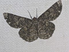 Amblychia subrubida