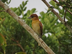 Pachyramphus rufus