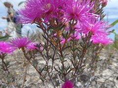 Lampranthus stenopetalus