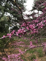 Cercis canadensis