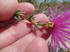 Lampranthus stenopetalus