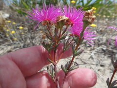 Lampranthus stenopetalus