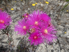 Lampranthus stenopetalus