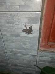 Polypedates leucomystax