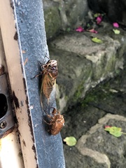 Cryptotympana albolineata