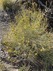 Porophyllum scoparium