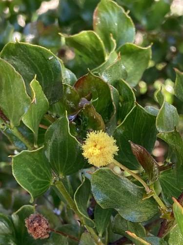 Stirling Range wattle (Acacia awestoniana)