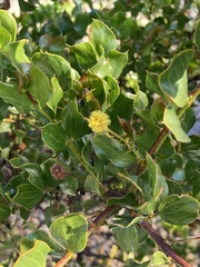 Acacia awestoniana