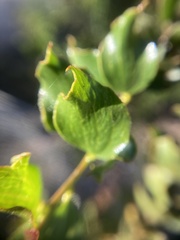 Acacia awestoniana