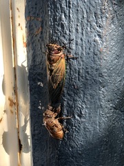 Cryptotympana albolineata