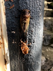 Cryptotympana albolineata