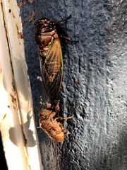 Cryptotympana albolineata