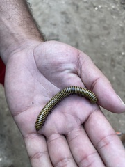 Rhinocricidae