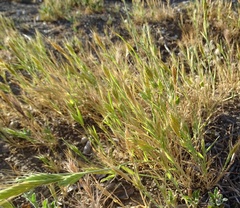 Brachypodium distachyon