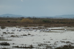 Pelecanus crispus