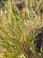 Brachypodium distachyon