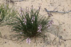 Stylidium elongatum