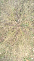 Digitaria cognata