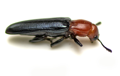 Caenolanguria