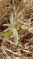 Solanum esuriale
