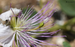 Capparis sicula