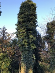 Angiospermae