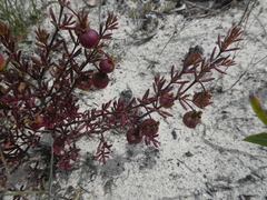 Roepera spinosa