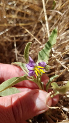 Solanum esuriale