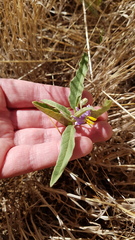 Solanum esuriale