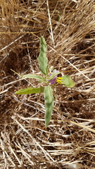 Solanum esuriale