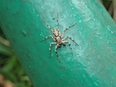 Phaeacius malayensis