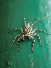 Phaeacius malayensis